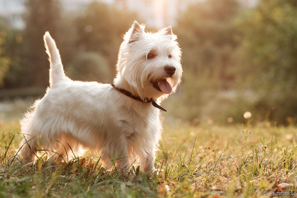  वेस्ट हाईलँड व्हाइट टेरियर: लहान कुत्र्याच्या जातीबद्दल सर्वकाही जाणून घ्या