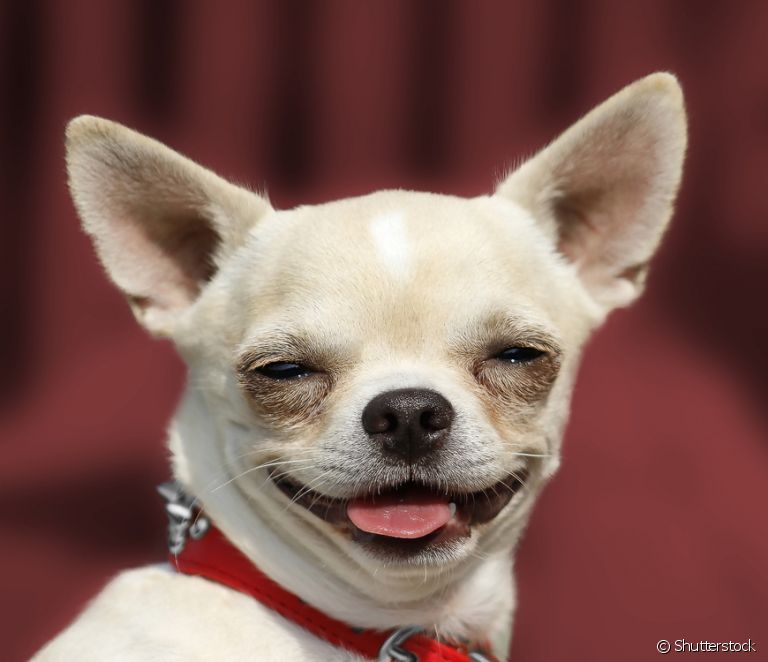  Chihuahua: dowiedz się więcej o osobowości tego psa, który słynie z odwagi.