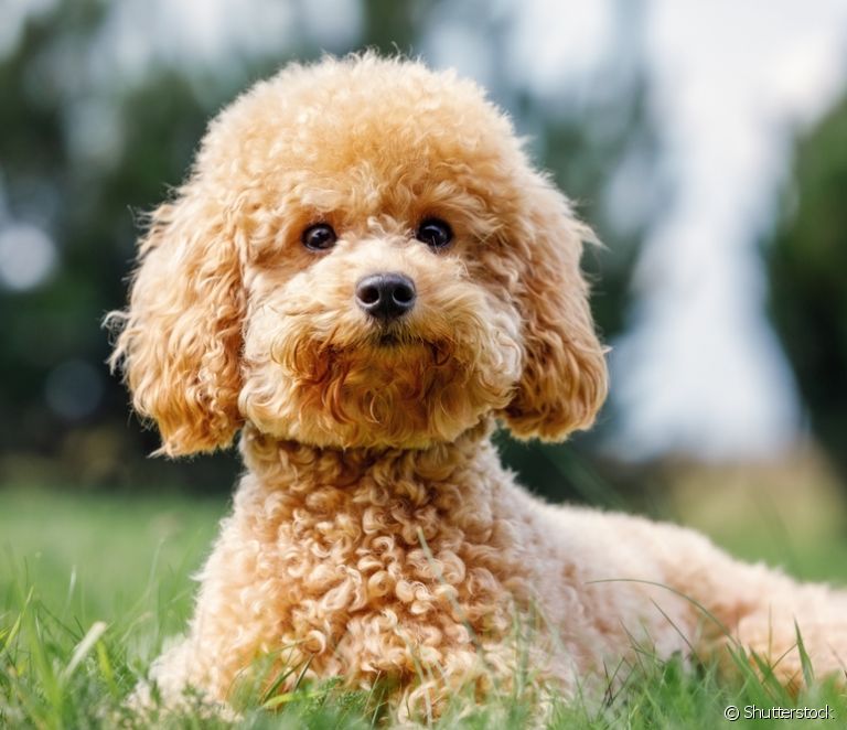  Namn på leksakshundar: 200 tips för att namnge ditt lilla husdjur