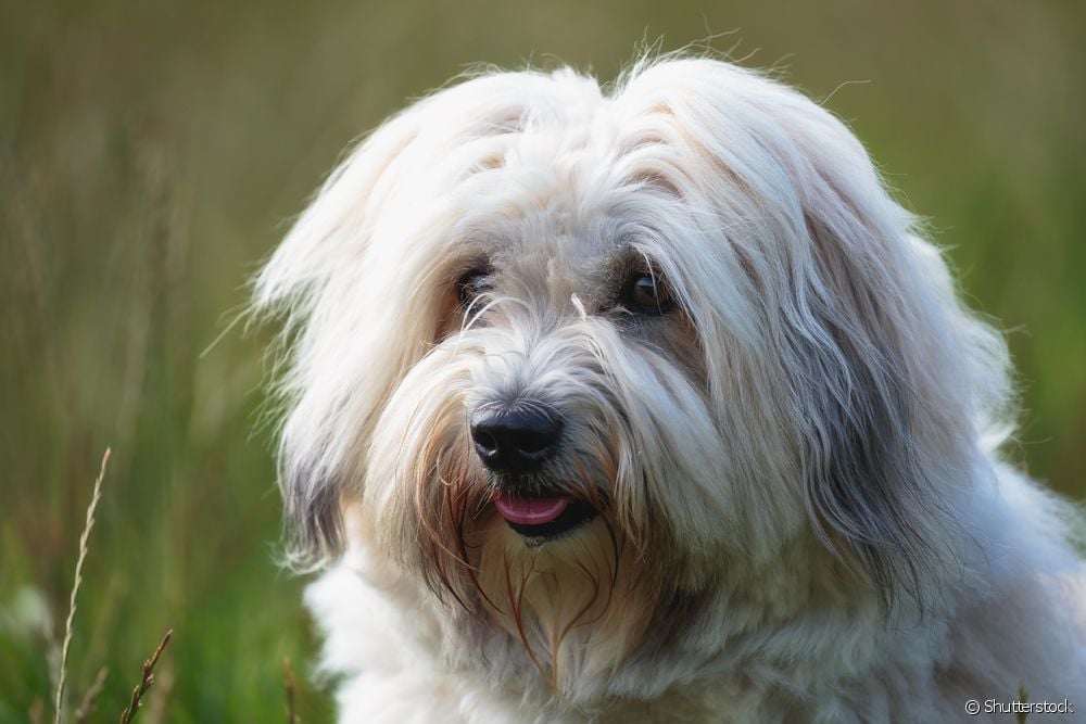  Coton de Tulear: leer meer oor die klein honde ras