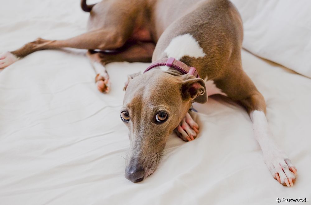  Italian Greyhound: see a guide with all the characteristics of the dog breed