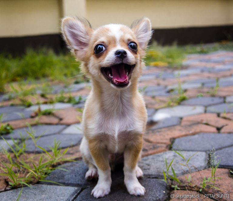  小型犬：世界最小の犬種を見つけよう