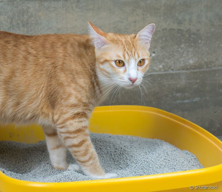  Kattentoalett: 8 saker du behöver veta om din katts kattlåda