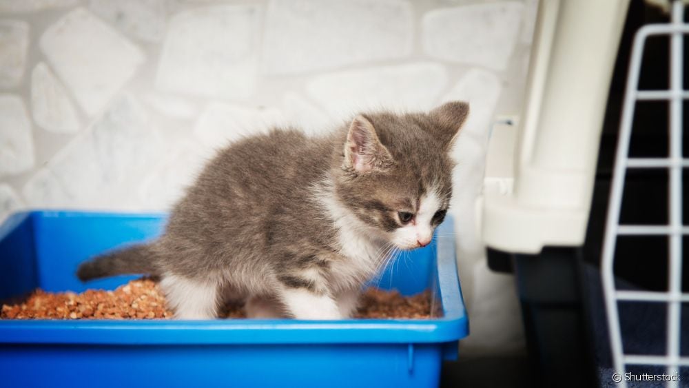  چگونه به بچه گربه استفاده از جعبه زباله را آموزش دهیم؟ (گام به گام)