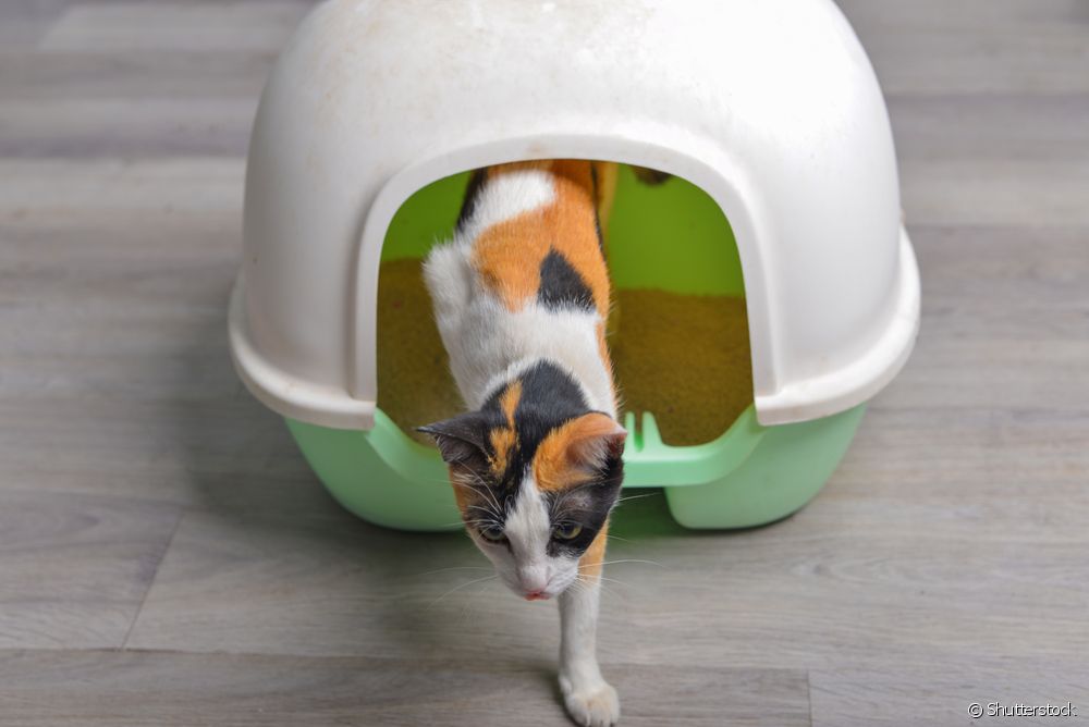  Lukket kattebakke: Hvor ofte skal den rengøres?