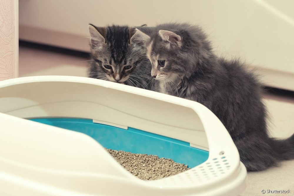  بلیوں کے لیے لیٹر باکس چھلنی کے ساتھ یا بغیر؟ ہر ماڈل کے فوائد دیکھیں
