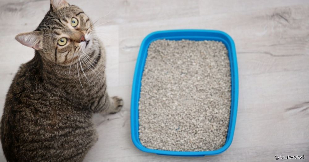  Sampah kucing: yang manakah pilihan terbaik?