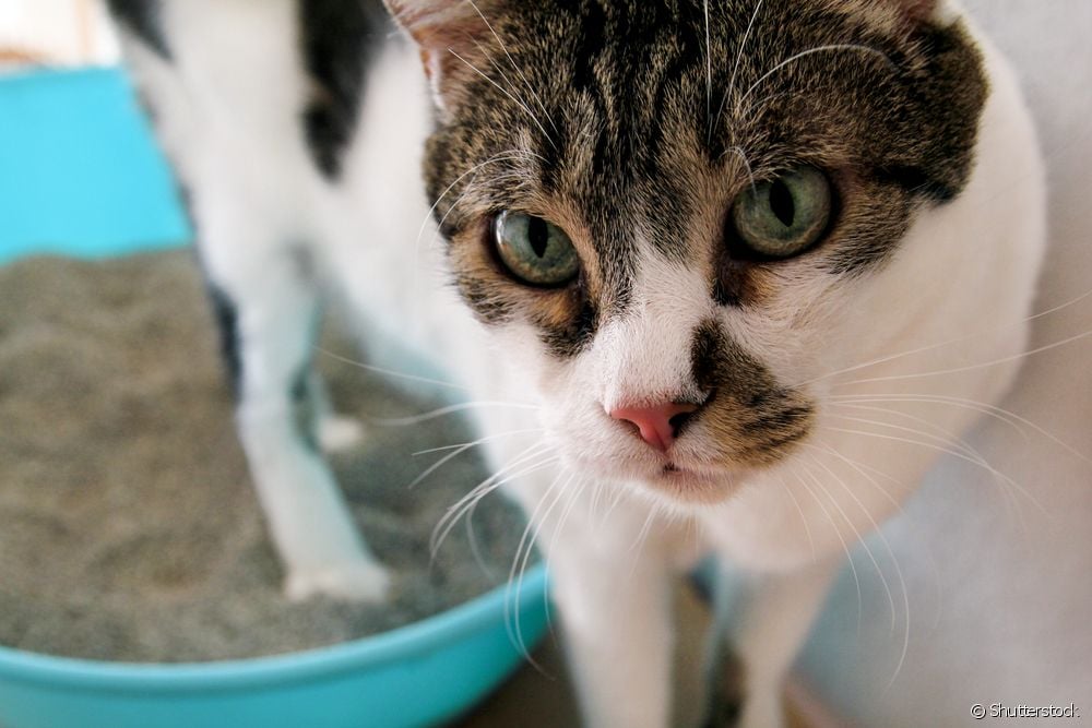  Alfombra hixiénica para gatos: cales son as vantaxes do produto e como usalo?