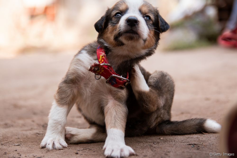  La rangéliose canine : ce que c'est, les causes, le traitement et la prévention de la "peste sanguine" chez les chiens