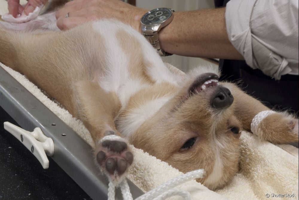  ¿Cuánto cuesta la castración de un perro? ¡Descubra todas las dudas sobre los valores del procedimiento!