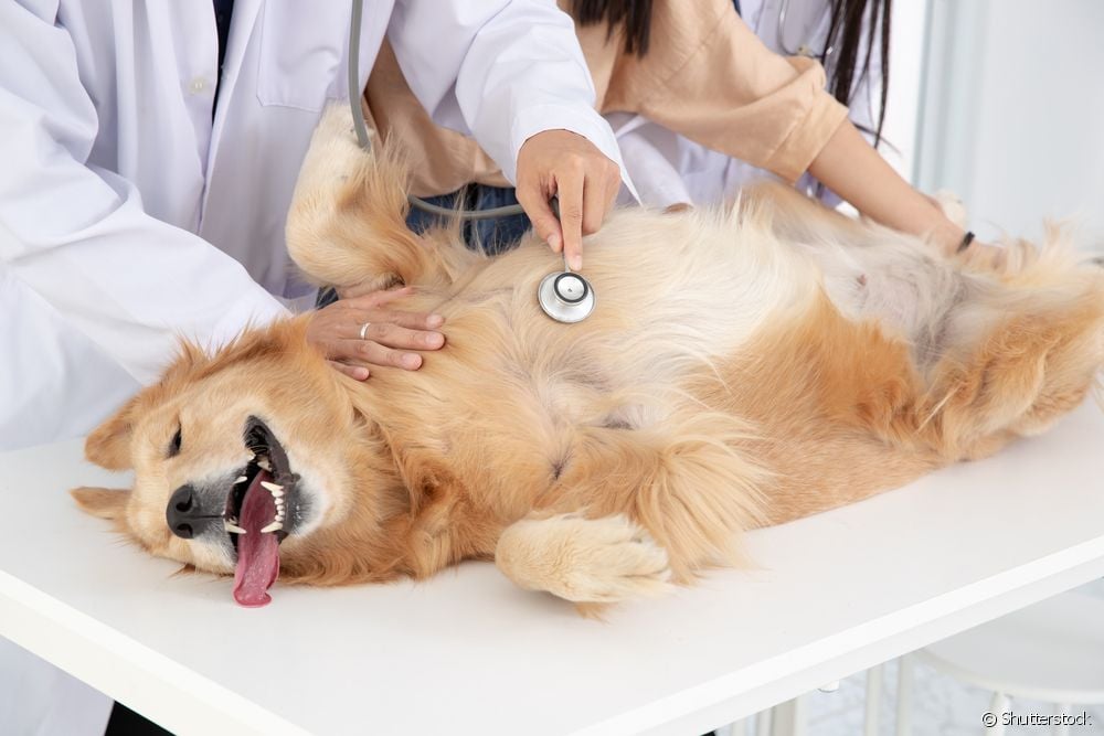  L'intervento di castrazione di un cane femmina comporta dei rischi?