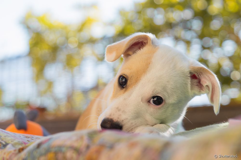  Sterilisatie van honden: alles wat je moet weten over sterilisatie van honden