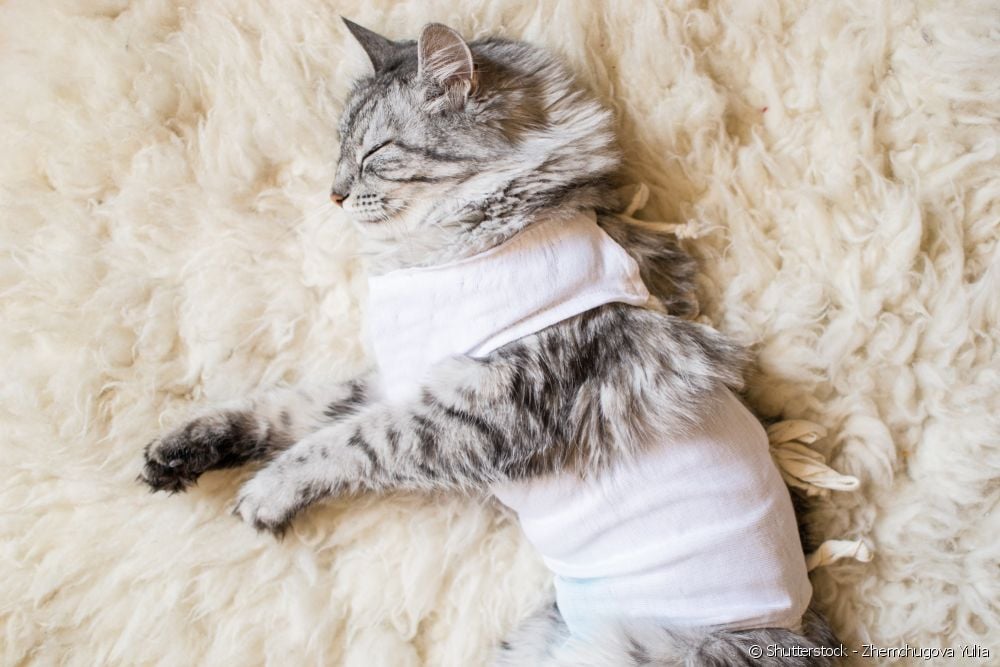  Стерилизация кошек: узнайте, с какого возраста можно стерилизовать животное