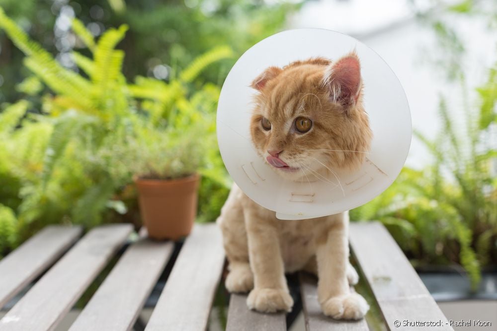  Kattkastrering: all omsorgen som katten trenger før operasjonen
