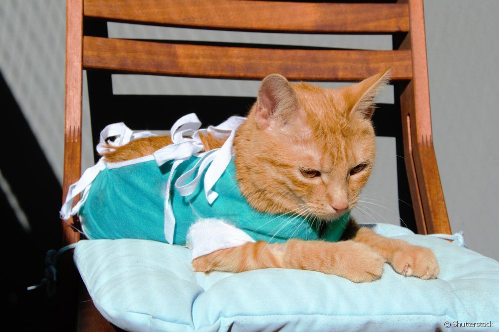  Kedi kısırlaştırma: Ameliyattan önce kedinizi nasıl hazırlarsınız?