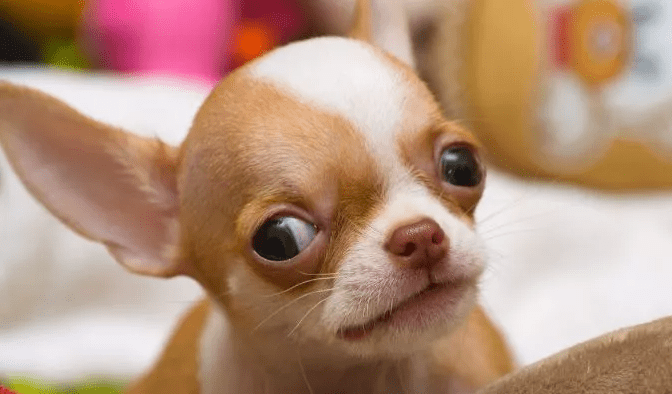  Chihuahua mini: kohtuda tõu kõige väiksema versiooniga, mis võib kaaluda alla 1kg.