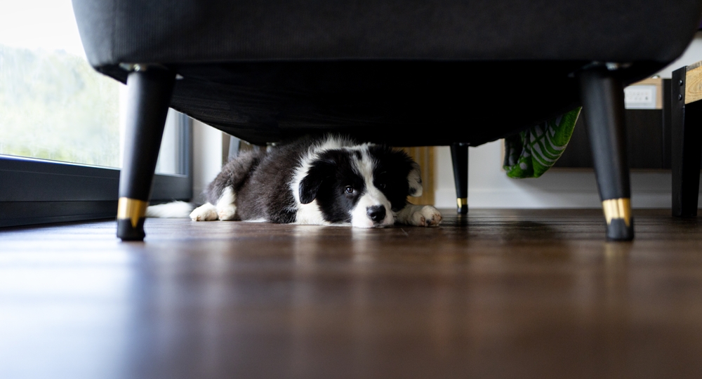  Hund som gjemmer seg under sengen: hva er forklaringen på oppførselen?