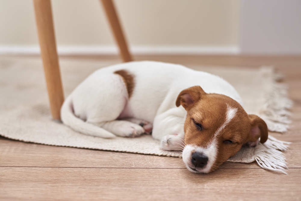  Chó lắc khi ngủ có bình thường không?