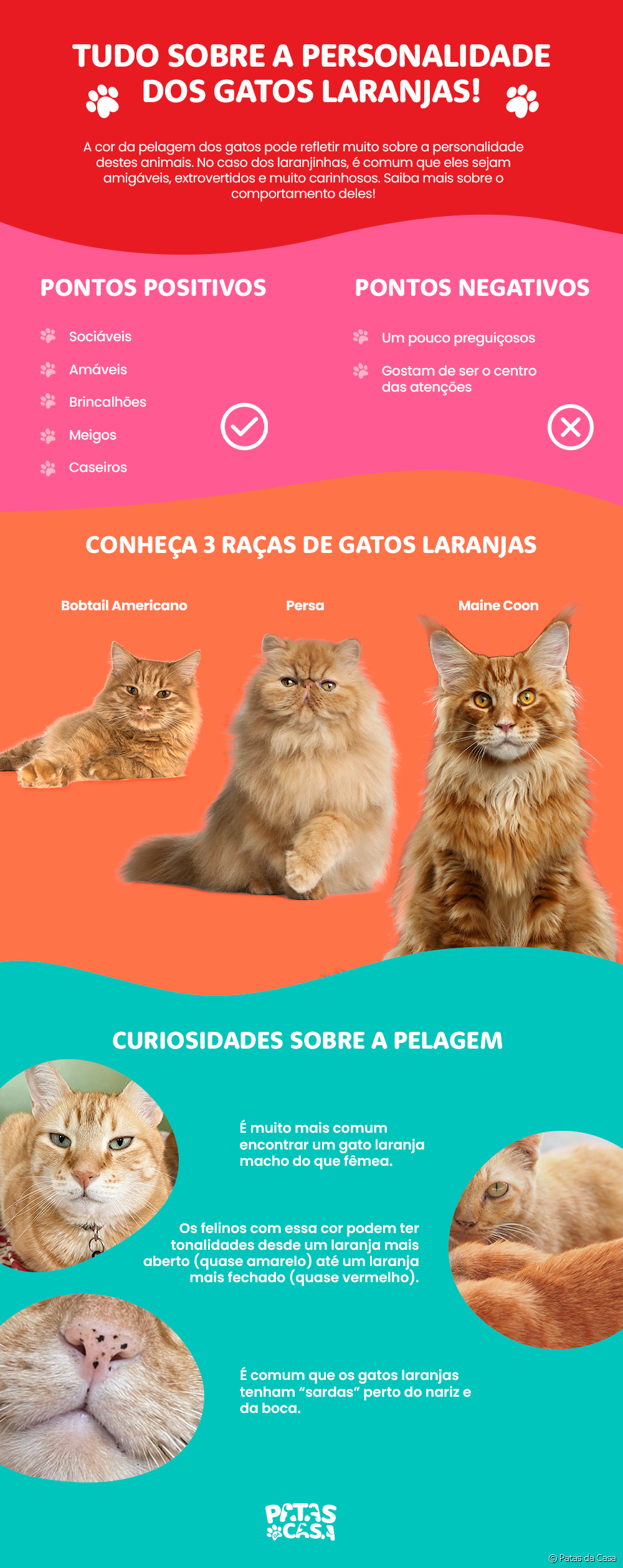  Pomarańczowe koty: odkryj w infografice, jaka jest osobowość tego kolorowego zwierzaka