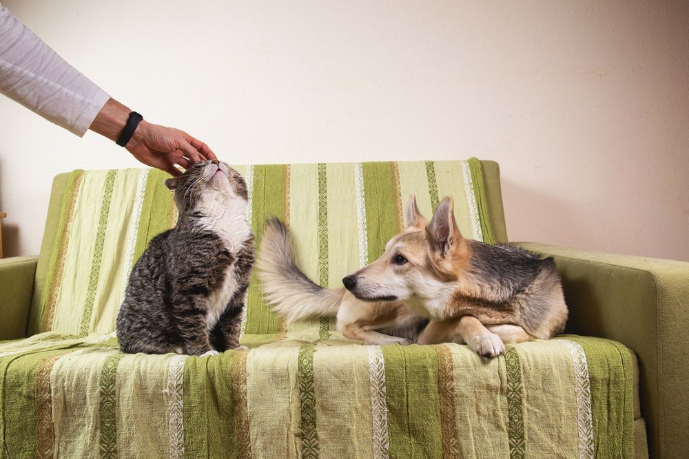  Οι γάτες ζηλεύουν - μάθετε πώς να αντιμετωπίζετε τα πιο κτητικά κατοικίδια ζώα