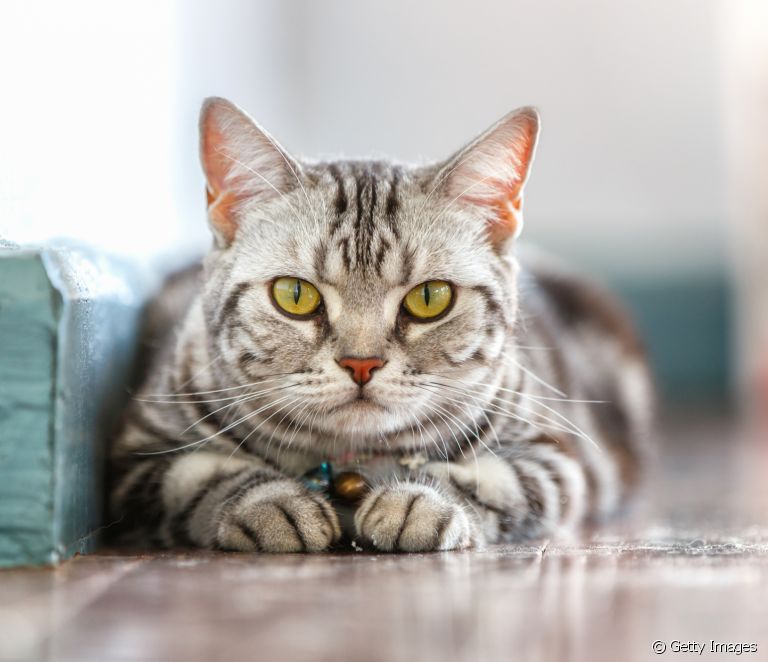  Çima çavê pisîkê di tariyê de dibiriqe? Vê û meraqên din ên li ser awira feline bibînin