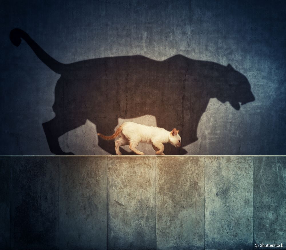  Kucing domestik dan kucing besar: apakah persamaan mereka? Semua tentang naluri yang diwarisi haiwan kesayangan anda