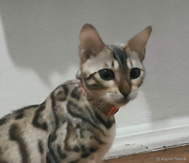  Чи слухняна бенгальська кішка? Дізнайтеся більше про інстинкти гібридної породи