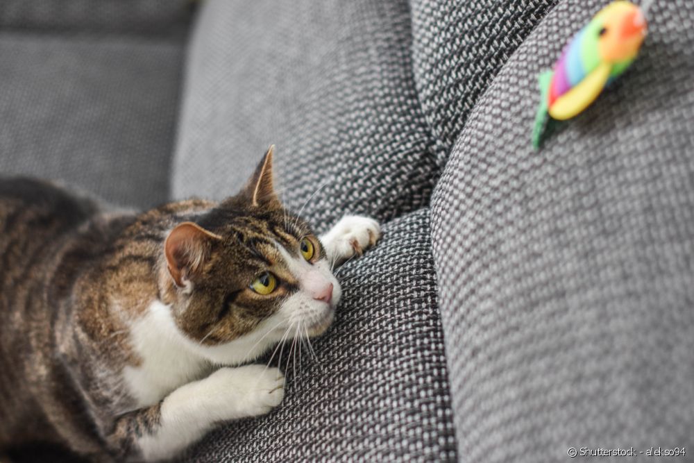  Per què el gat té por del cogombre?