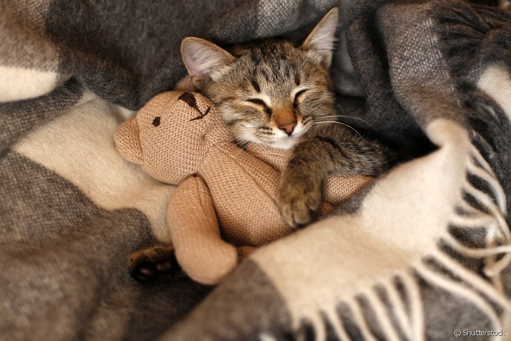  یک گربه در روز چند ساعت می خوابد؟ گربه ها خواب می بینند؟ همه چیز را در مورد چرخه خواب گربه ها بیاموزید