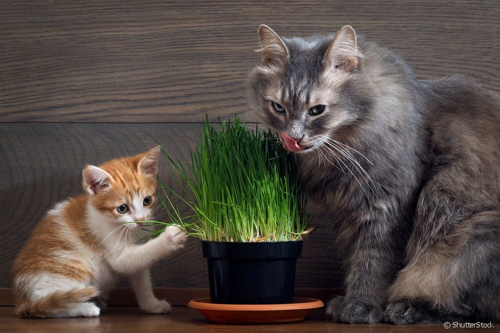  Grass for cats: learn the benefits and how to plant it at home