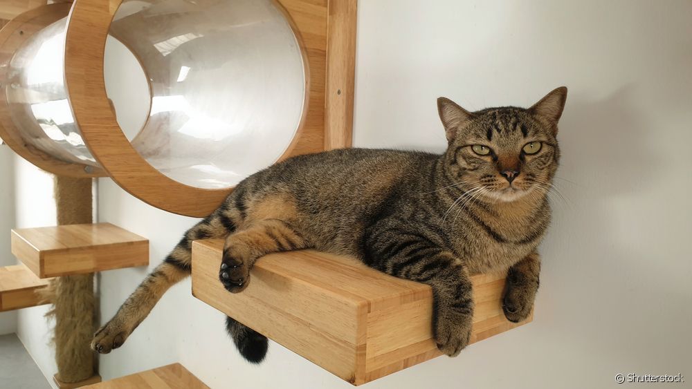  Kedinize masaya tırmanmamayı nasıl öğretirsiniz: adım adım!