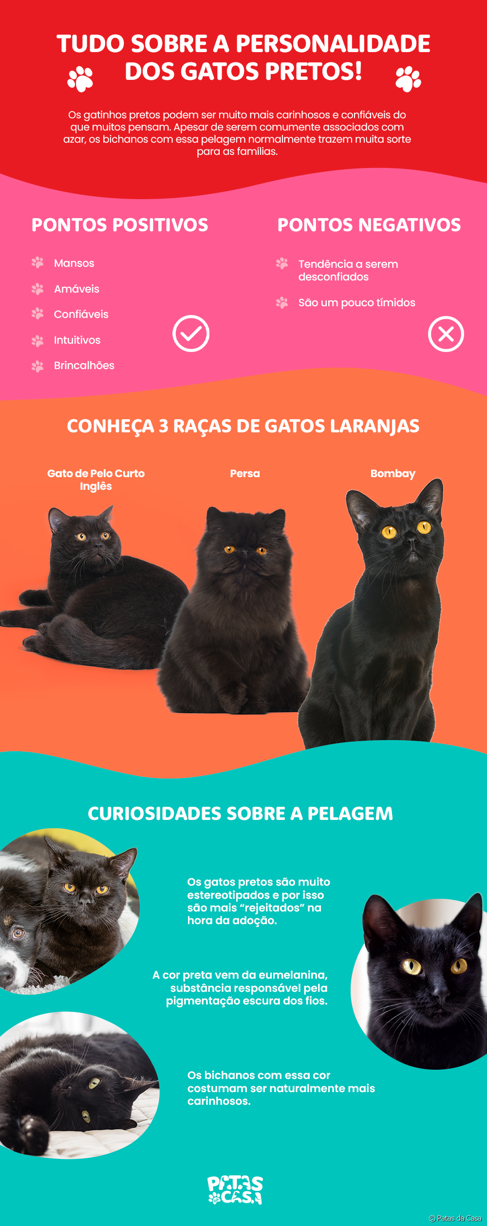  Black cat: see infographic that summarizes everything about the personality of this pet
