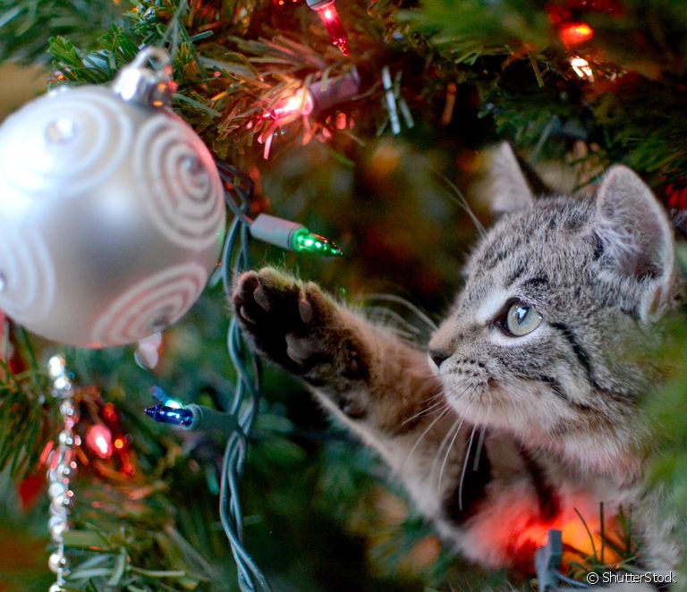  Как установить новогоднюю елку, защищенную от котенка?
