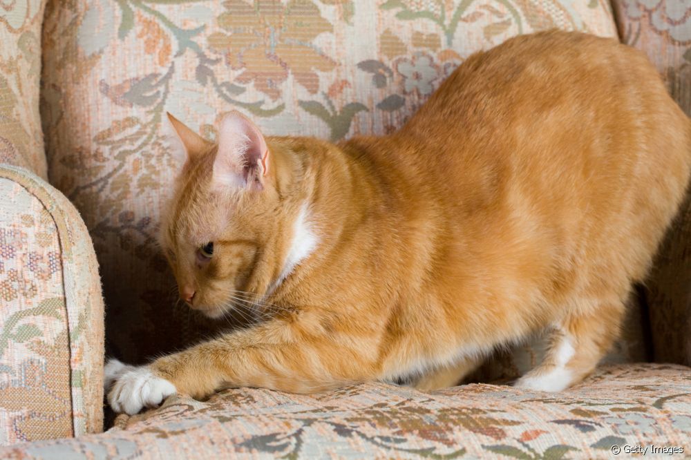  Katzen markieren ihr Revier: Was ist zu tun?