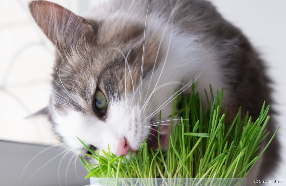  گربه در حال خوردن علف: تئوری ها در مورد رفتار چیست؟