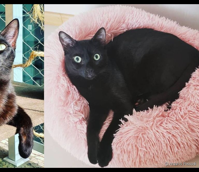  Lucky adoption: black cat guardians detail affectionate cohabitation