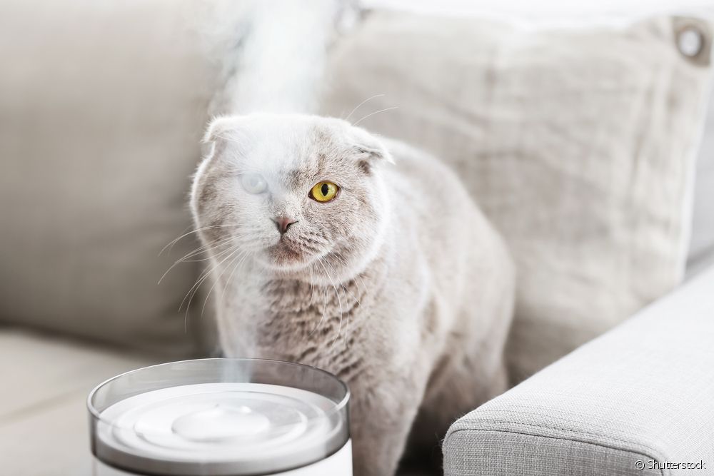  ペットのためのアロマセラピー：動物のためのエッセンシャルオイルの使い方を専門家が解説
