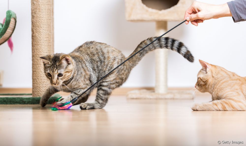  کیا آپ کی بلی کاکروچ اور دوسرے پالتو جانور کھاتی ہے؟ اس کٹی عادت کے خطرات اور اس سے بچنے کا طریقہ دیکھیں