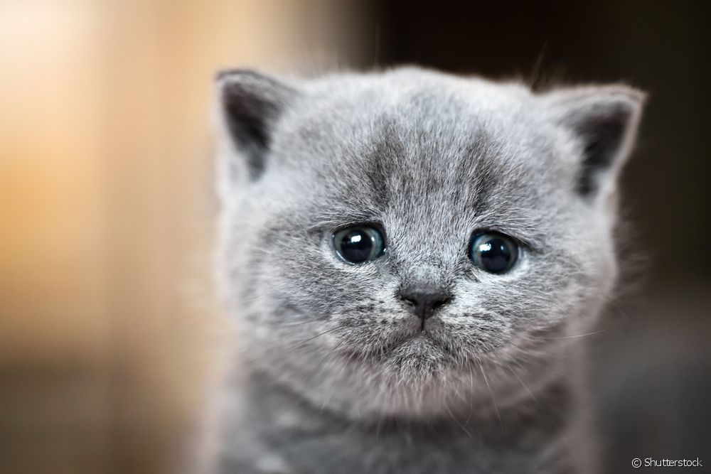  Con mèo đang khóc: nó có thể là gì và phải làm gì để xoa dịu con mèo?