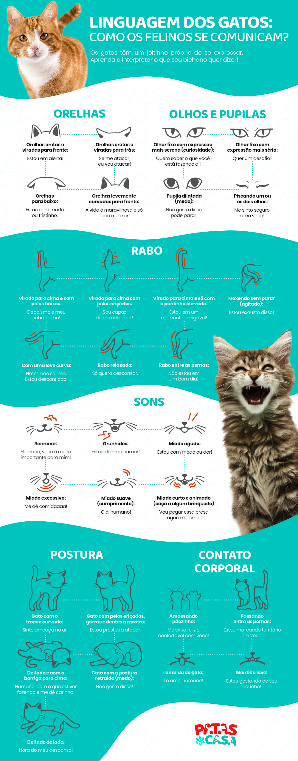  Kattentaal: bekijk de meest voorkomende manieren waarop je kat met je communiceert in een infographic