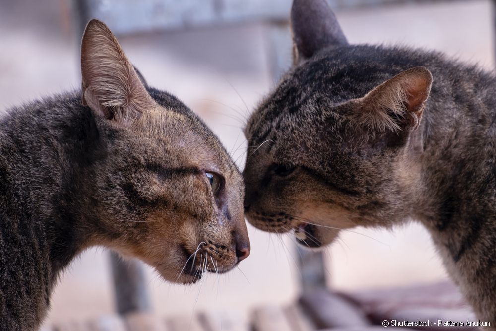  Kattengevechten: waarom het gebeurt, hoe het te herkennen, hoe het te vermijden