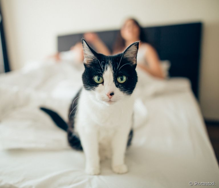  Wat betekent het om van een kat te dromen? Hier zijn enkele mogelijke interpretaties