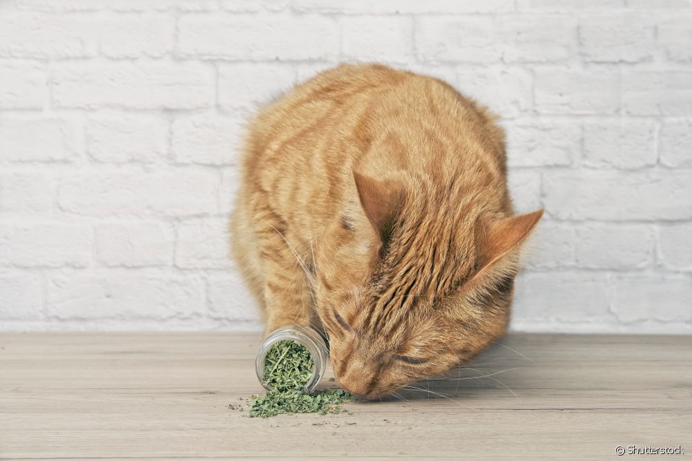  Alles over kattengras: wat het is, hoe het werkt en de voordelen van kattenkruid