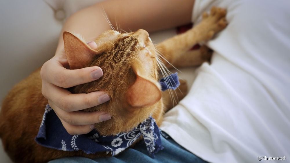  Gato amasando bollos: entiende qué es este comportamiento felino y qué significa en la rutina de los gatitos