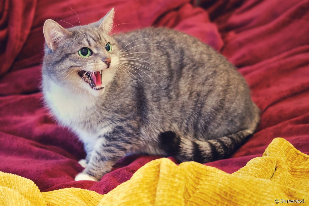  Why does your cat always wake you up by meowing in the early hours?