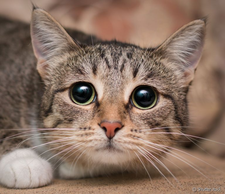  گربه با مردمک گشاد و جمع شده: معنی آن چیست؟