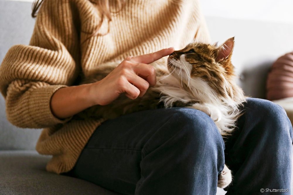  Kucing di pangkuan: mengapa kebanyakan orang tidak menyukainya?