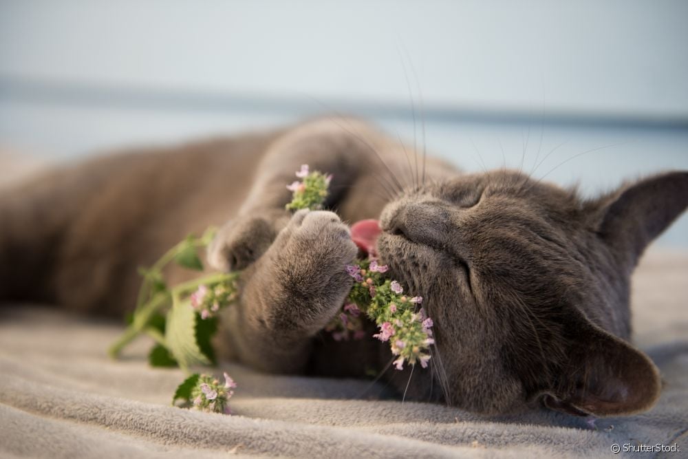 "Catnip: myths and truths about catnip