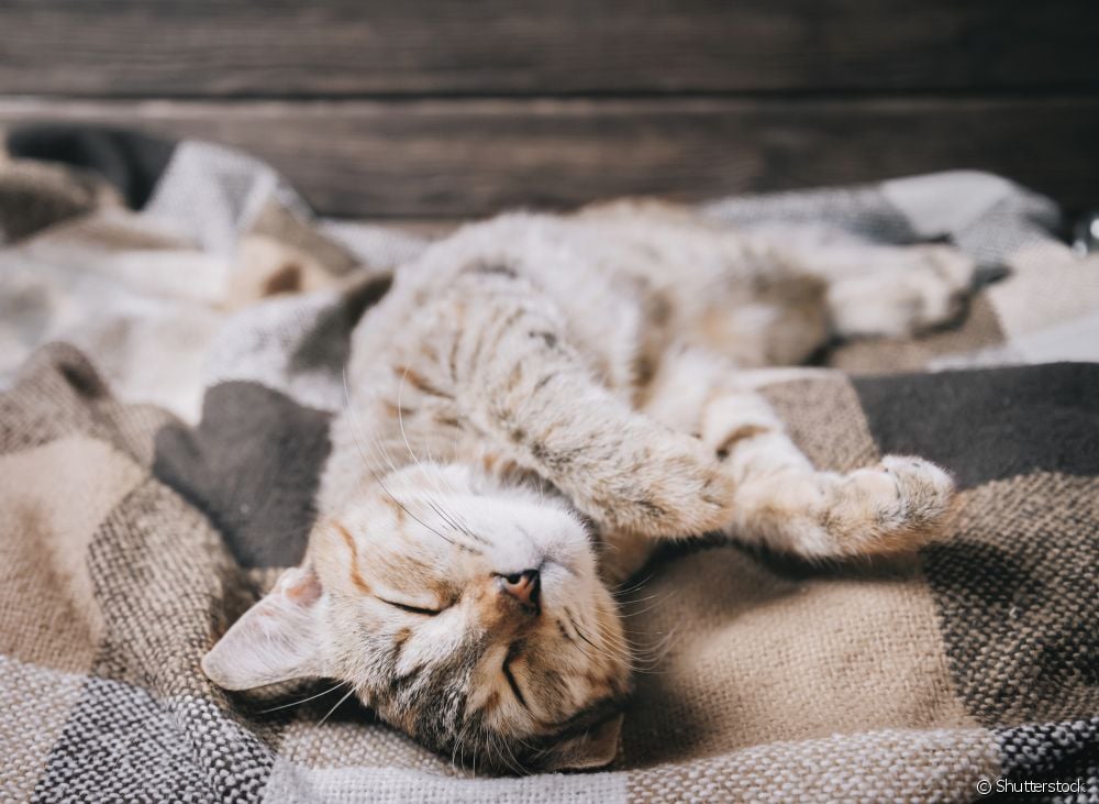  Signification des positions du chat endormi : que révèle chacune d'entre elles sur le félin ?