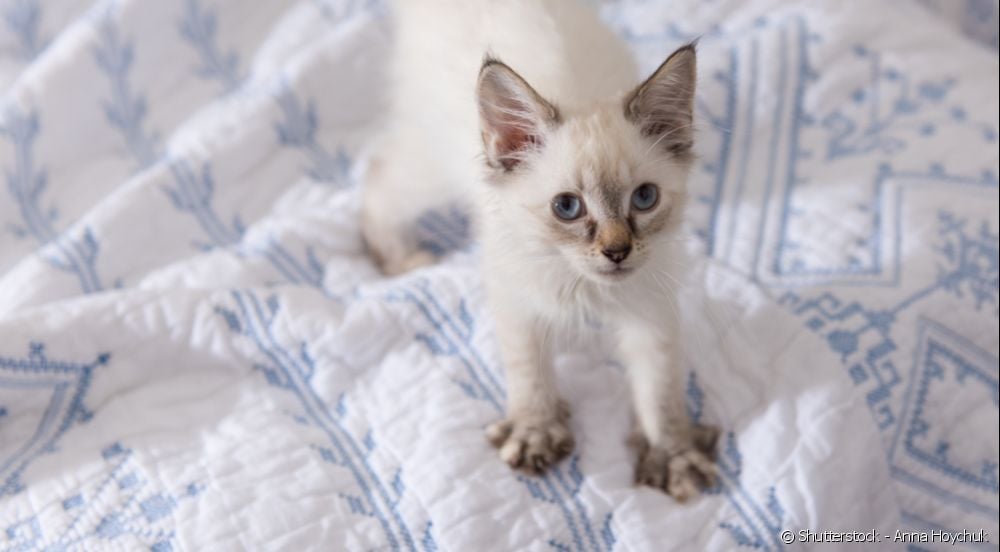  Por qué los gatos mullen las sábanas y los humanos no